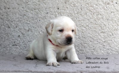 Les chiots de Labrador Retriever