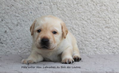 Les chiots de Labrador Retriever