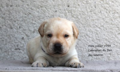 Les chiots de Labrador Retriever