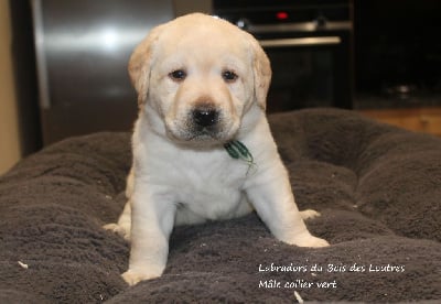 Les chiots de Labrador Retriever