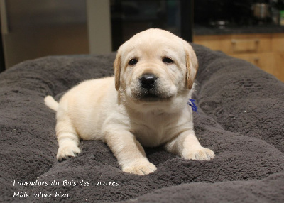 Les chiots de Labrador Retriever