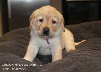 Les chiots de Labrador Retriever