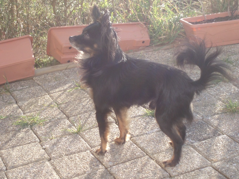 Publication : Breizh Matriochka Auteur : Nathalie CARNE