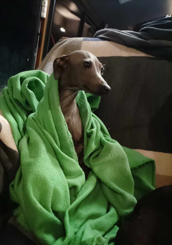 Publication : d'an Teod Glaz