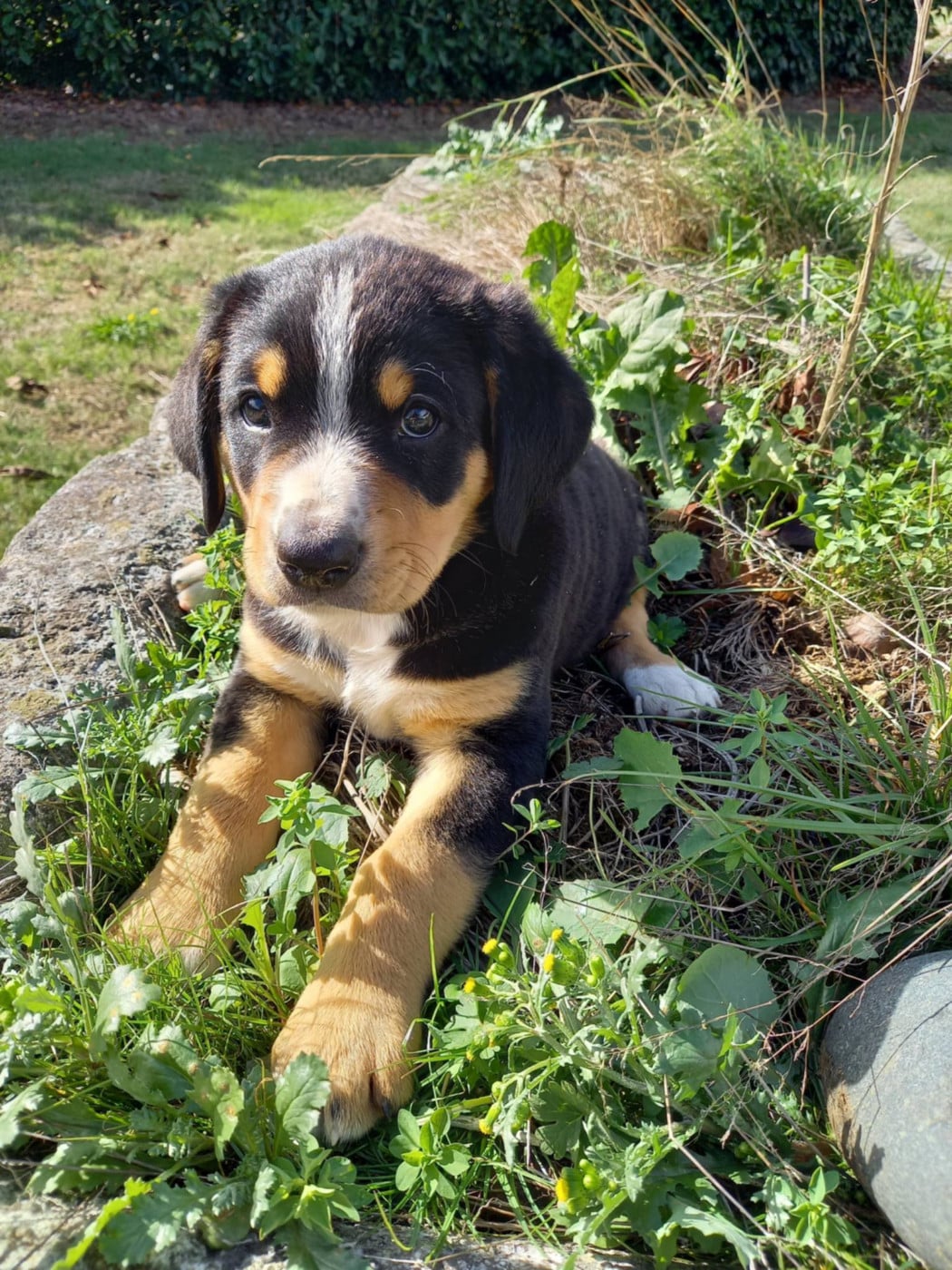 Chiot N°5 - Bouvier de l'Entlebuch