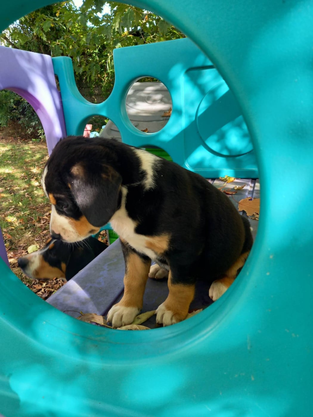 Chiot N°8 - Bouvier de l'Entlebuch
