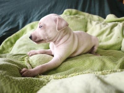 Les chiots de Petit Levrier Italien