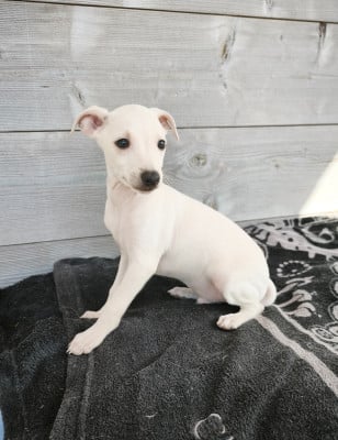Les chiots de Petit Levrier Italien