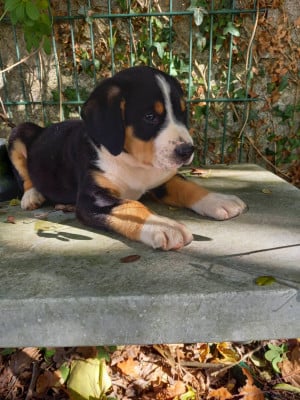Les chiots de Bouvier de l'Entlebuch