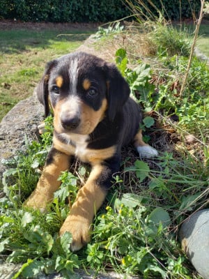 Les chiots de Bouvier de l'Entlebuch