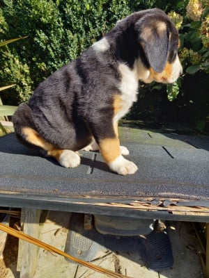 Les chiots de Bouvier de l'Entlebuch