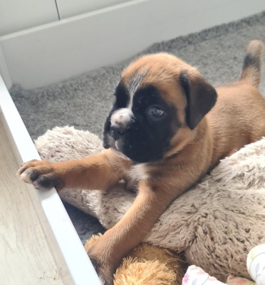 Les chiots de Boxer