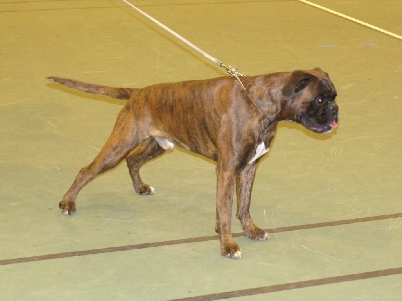 Altor du chêne de maisondoux - Très bon