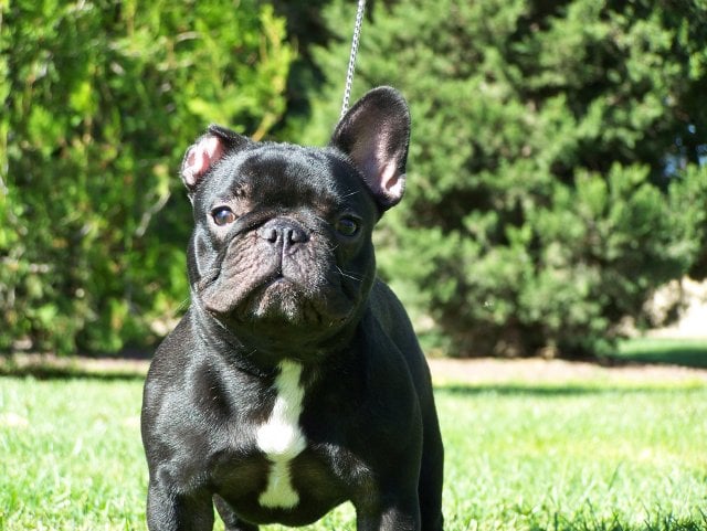 Publication : Del Golfo De Roses