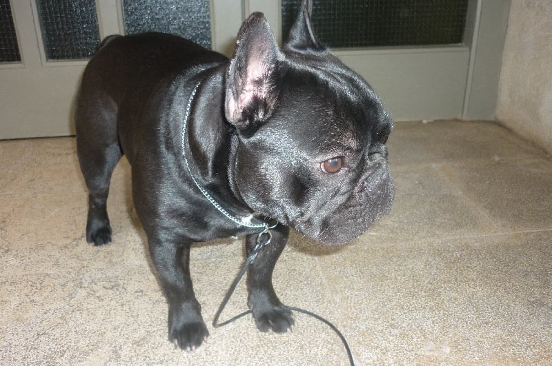 Publication : Del Golfo De Roses