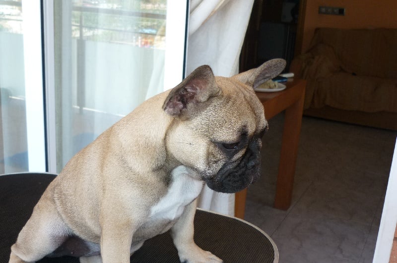 Publication : Del Golfo De Roses