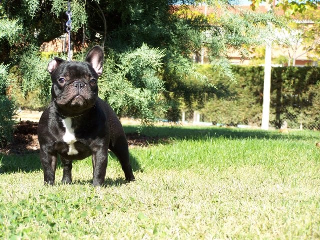 Publication : Del Golfo De Roses