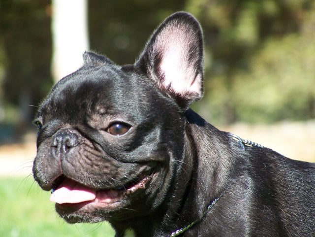 Publication : Del Golfo De Roses