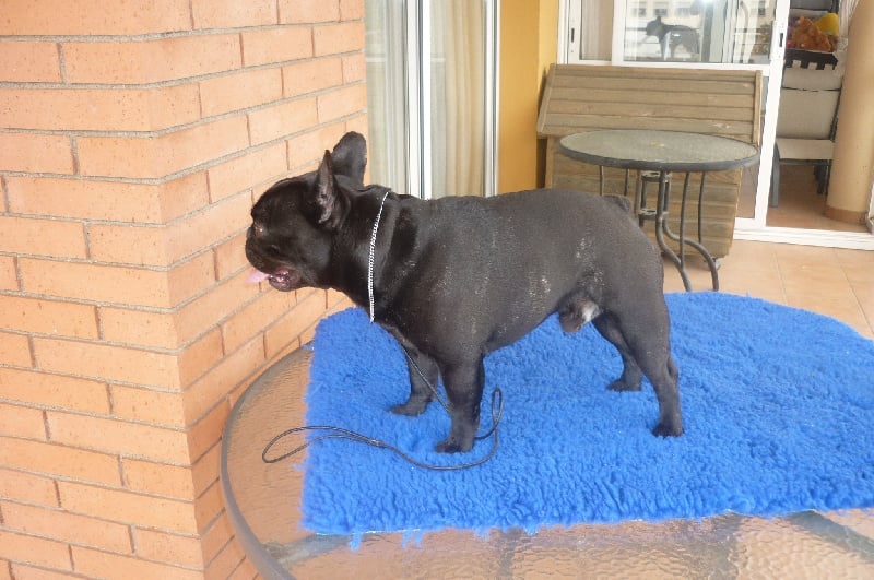 Publication : Del Golfo De Roses