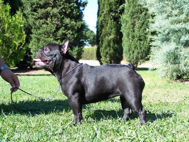 Publication : Del Golfo De Roses