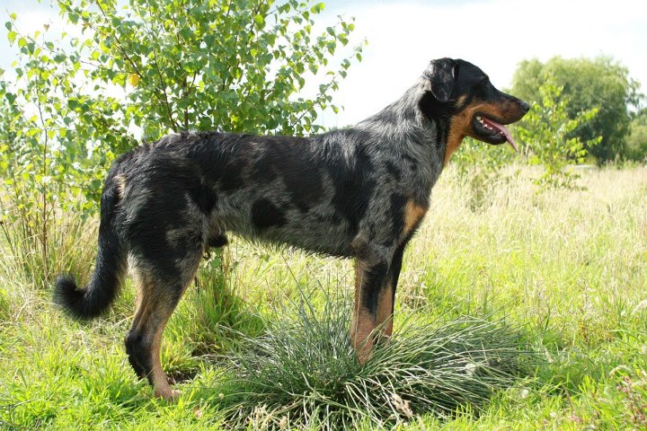 CH. Guroc blue de L'étoile de la Nuit