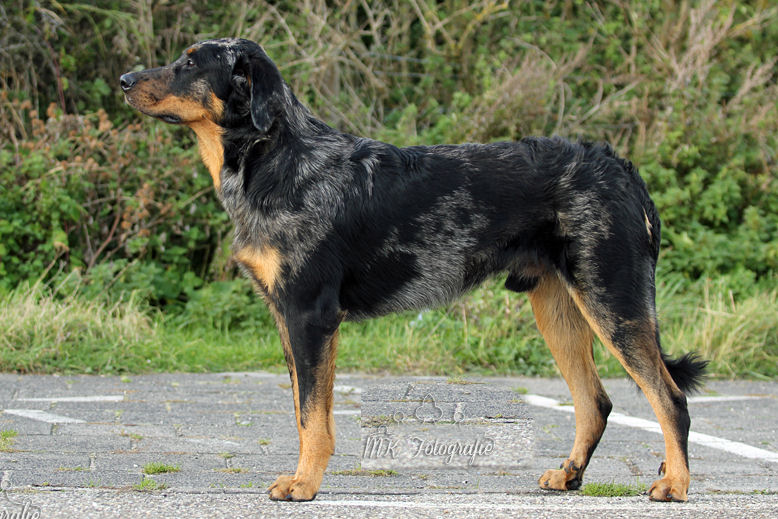CH. Guroc blue de L'étoile de la Nuit