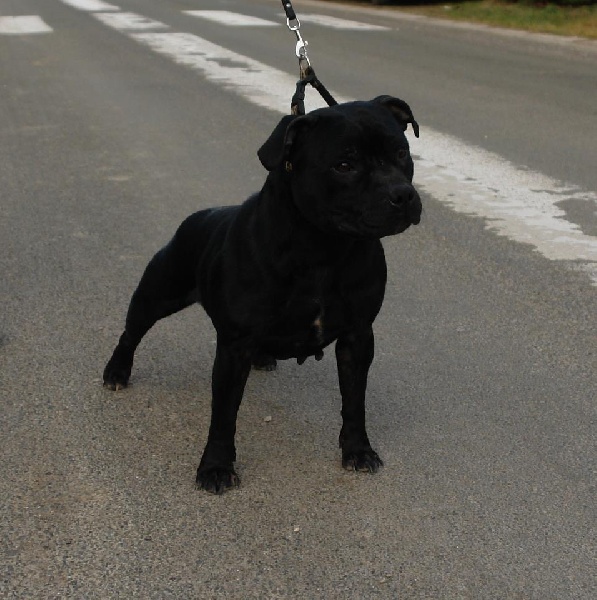 Publication : Des Terriers De Kembswood