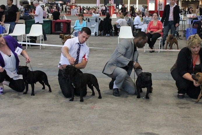 Publication : Des Terriers De Kembswood