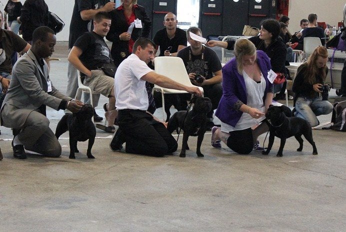 Publication : Des Terriers De Kembswood