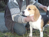 Étalon Beagle - Dolbie du chemin des Piarris