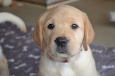 Les chiots de Labrador Retriever