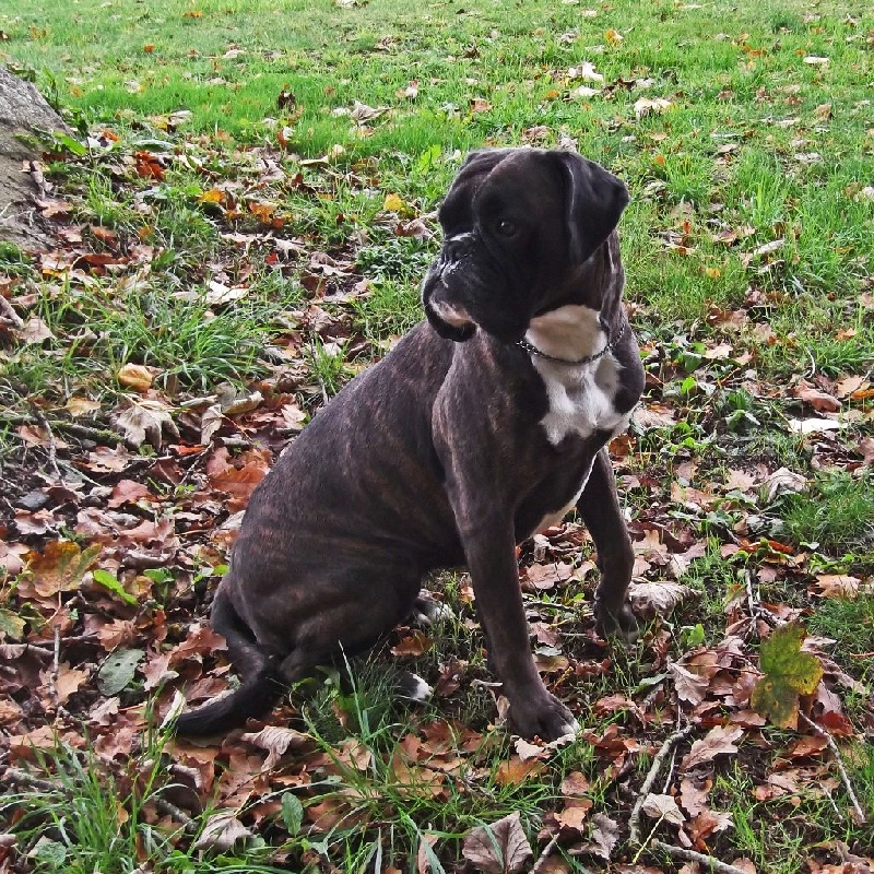 Gribouille de l'ecluse De Penthièvre - 1ère Excellent en classe Travail FB