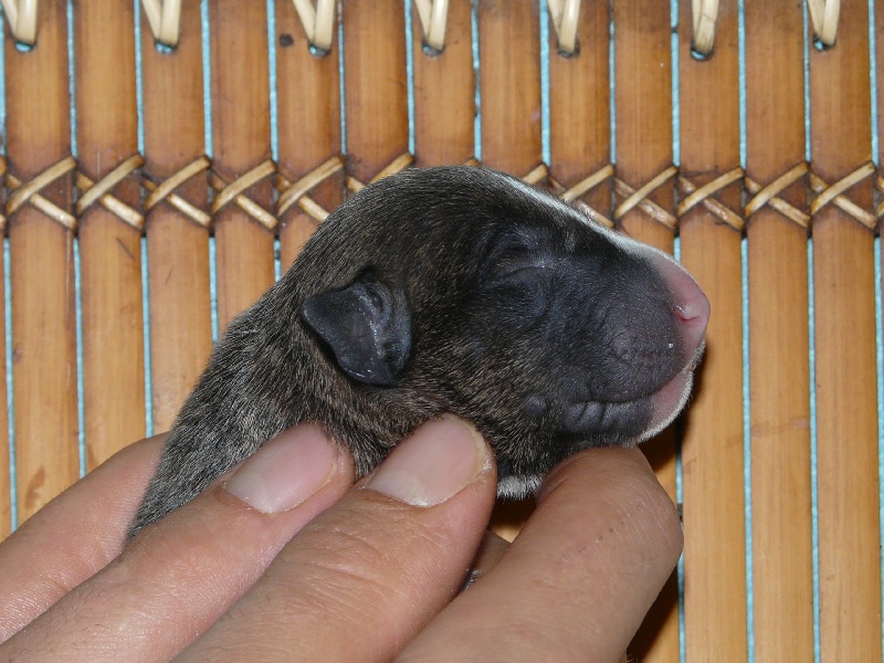 Eclipse of the moon del dogo and the bull