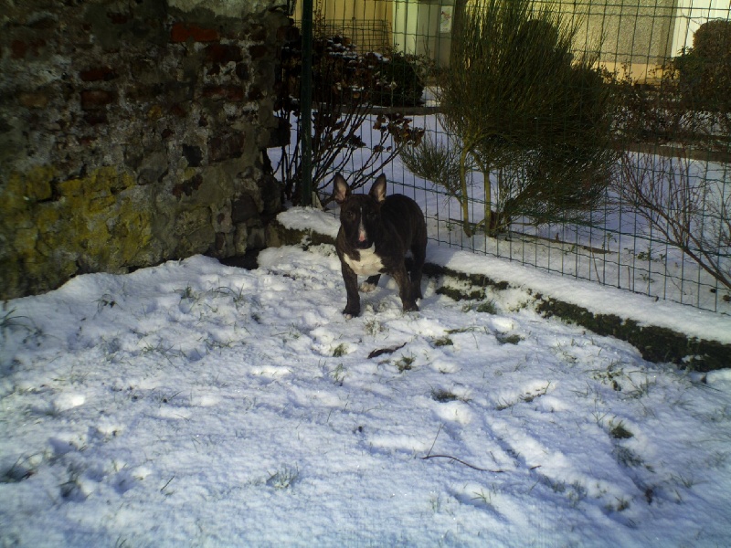 Eclipse of the moon del dogo and the bull