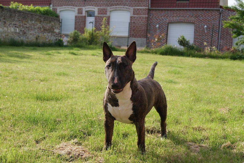 Eclipse of the moon del dogo and the bull
