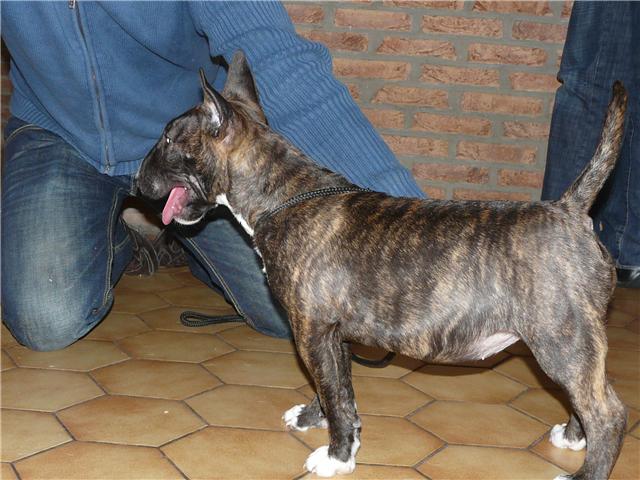 Eclipse of the moon del dogo and the bull