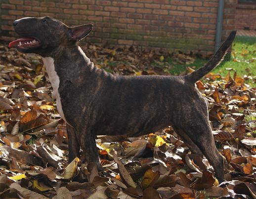 Eclipse of the moon del dogo and the bull