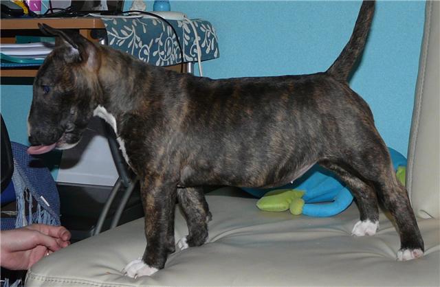 Eclipse of the moon del dogo and the bull