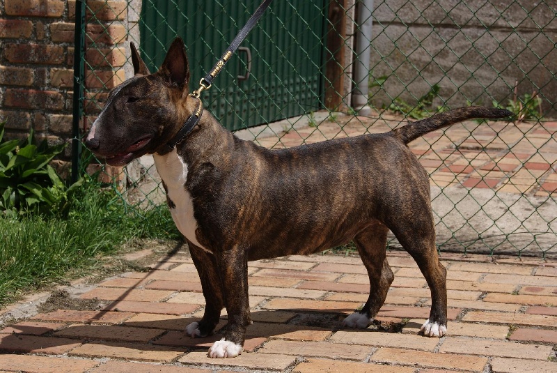 Eclipse of the moon del dogo and the bull