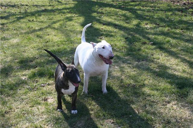 Eclipse of the moon del dogo and the bull