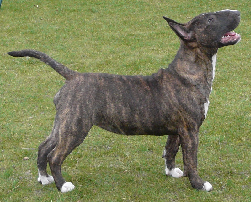 Eclipse of the moon del dogo and the bull