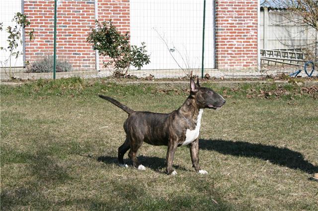Eclipse of the moon del dogo and the bull