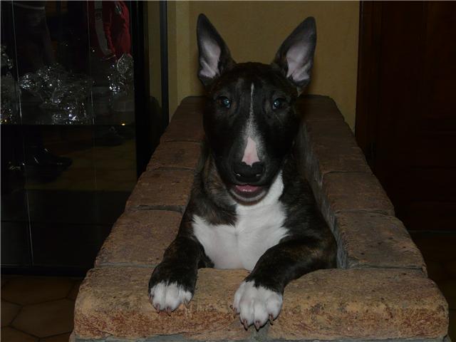 Eclipse of the moon del dogo and the bull