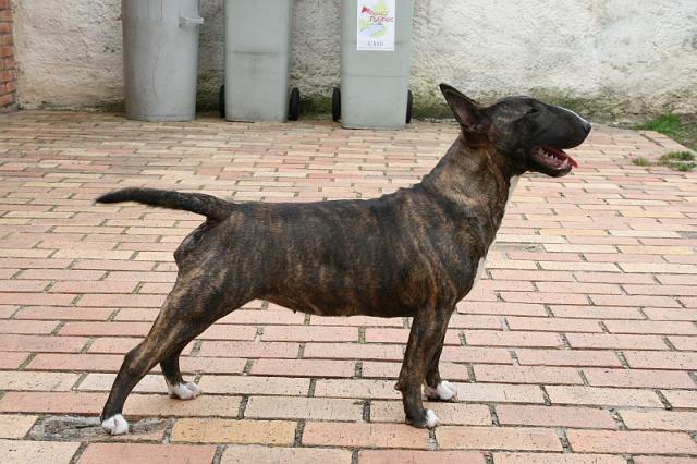 Eclipse of the moon del dogo and the bull