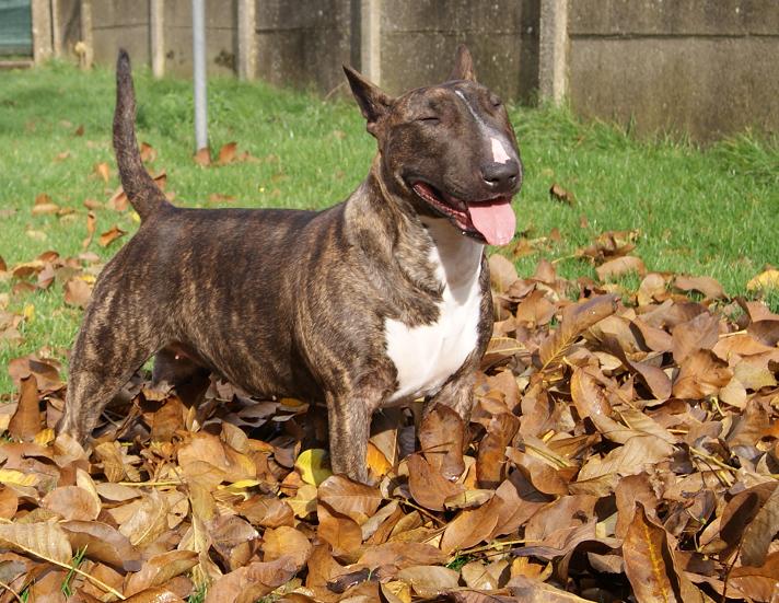 Eclipse of the moon del dogo and the bull