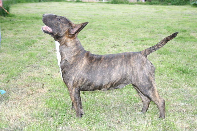 Eclipse of the moon del dogo and the bull