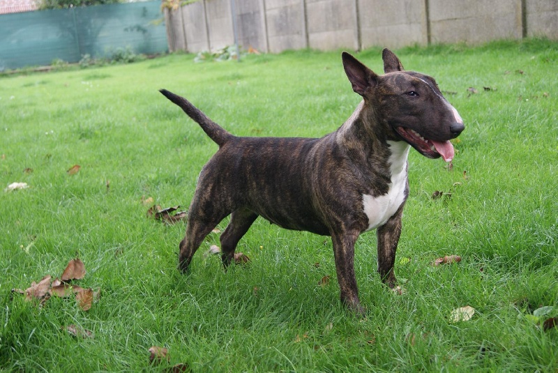 Eclipse of the moon del dogo and the bull