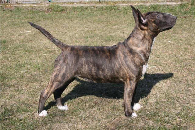 Eclipse of the moon del dogo and the bull