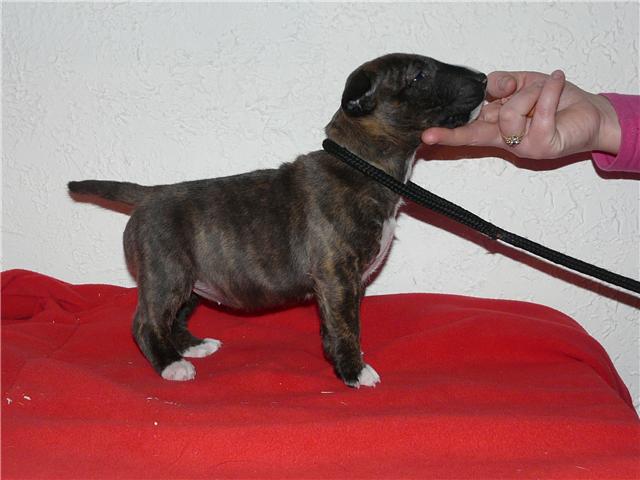 Eclipse of the moon del dogo and the bull