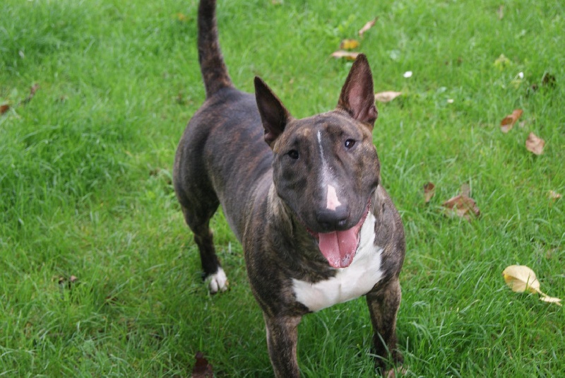 Eclipse of the moon del dogo and the bull